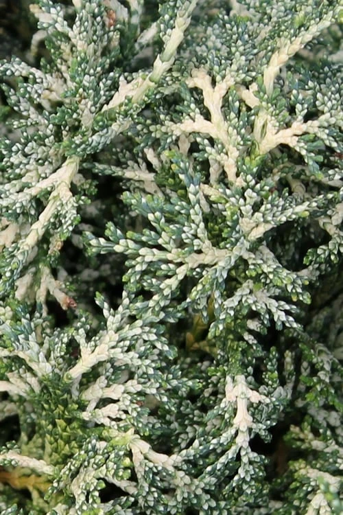 Marie's White Dwarf Hinoki Cypress - Chamaecyparis Obtusa 'Mariesii - 5 Gallon Pot - Image 7