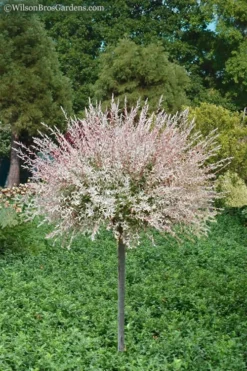 Flamingo Dappled Willow Tree - Salix Integra 'Flamingo' - 5 Gallon Pot