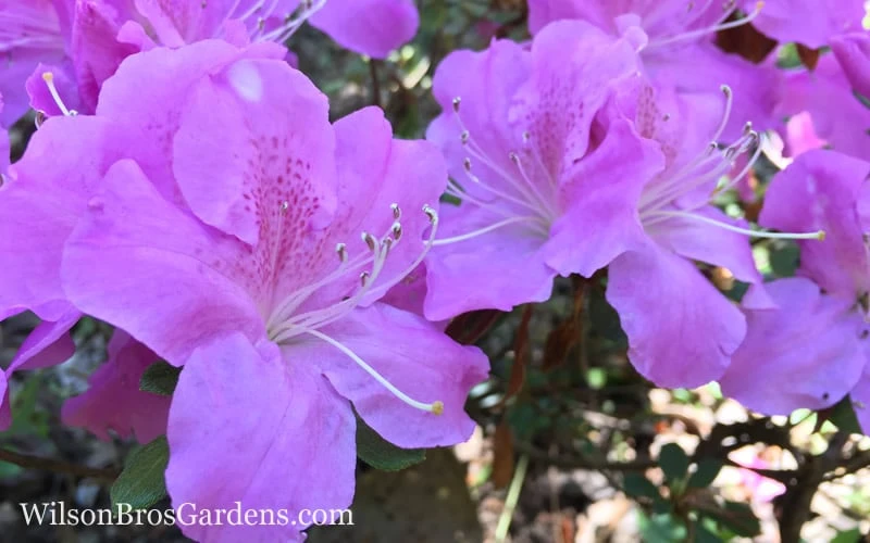 Autumn Lilac Encore Azalea - 1 Gallon Pot - Image 4