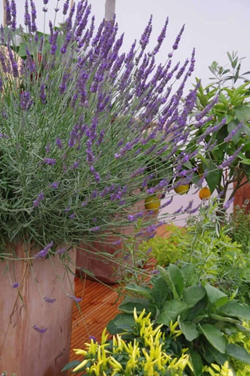 Phenomenal Lavender - 5 Pack Of Quart Pots - Image 5