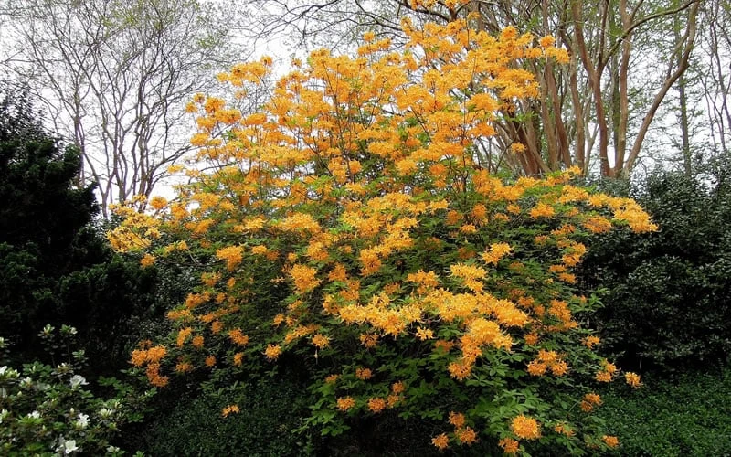 Escatawpa Florida Flame Native Azalea (Rhododendron Austrinum) - 3 Gallon Pot - Image 5