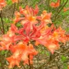 Mauvilla Gold Aromi Azalea (Rhododendron Hybrid) - 1 Gallon Pot
