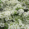 Pete McNees White Native Azalea - Rhododendron Albamanense - 3 Gallon Pot
