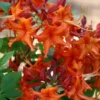 Red Pepper Aromi Azalea (Rhododendron Hybrid) - 1 Gallon Pot