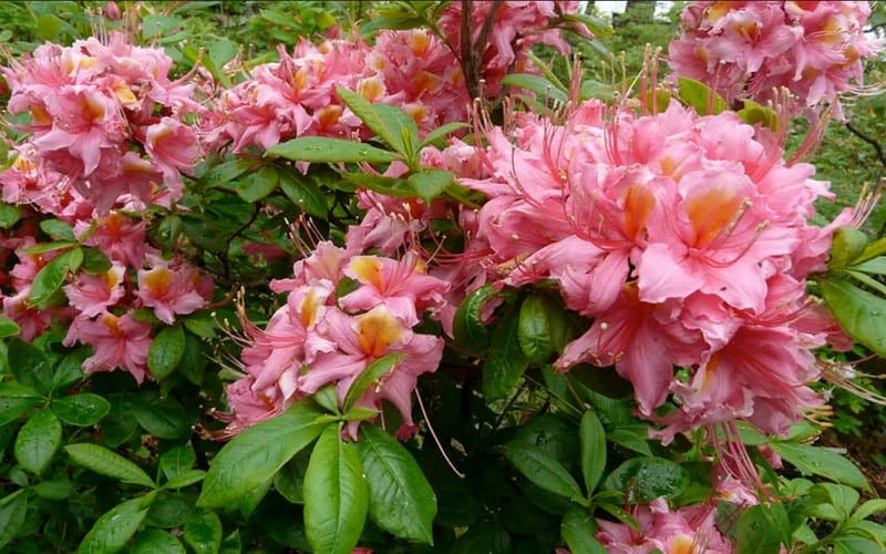 Samford Sorbet Native Azalea (Rhododendron) - 3 Gallon Pot - Image 4