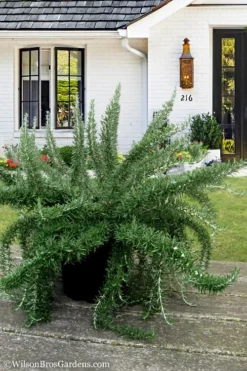 Foxtail Rosemary Plant - 3 Pack Of Quart Pots