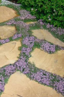 Elfin Creeping Thyme - Thymus Serpyllum Elfin - 18 Pack Of 3.5" Pint Pots