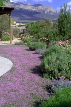 Pink Chintz Thyme - Thymus Serpyllum - 10 Pack Of Quart Pots