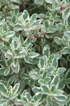Silver Lemon Thyme - Thymus - 3 Pack Of Quart Pots