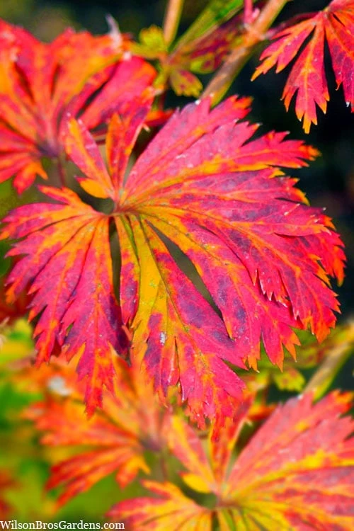 Dancing Peacock Japanese Maple (Acer Japonicum 'Aconitifolium') - 3 Gallon Pot (2-3') - Image 6