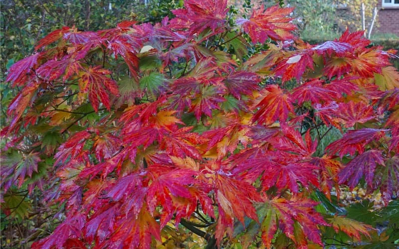 Dancing Peacock Japanese Maple (Acer Japonicum 'Aconitifolium') - 3 Gallon Pot (2-3') - Image 7