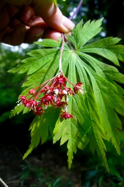 Dancing Peacock Japanese Maple (Acer Japonicum 'Aconitifolium') - 3 Gallon Pot (2-3') - Image 5