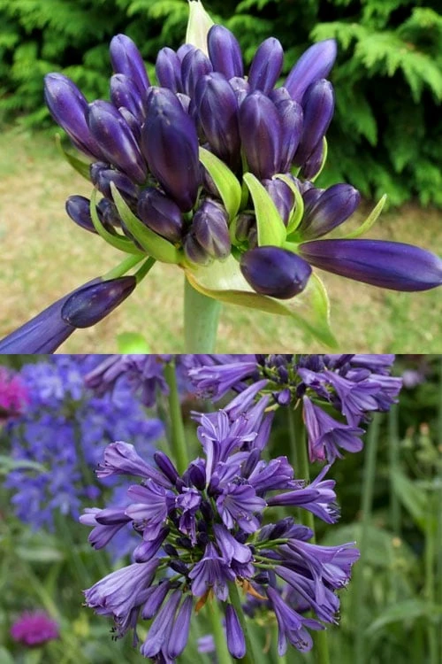 Purple Delight Agapanthus (Lily Of The Nile) - 2 Gallon Pot - Image 5