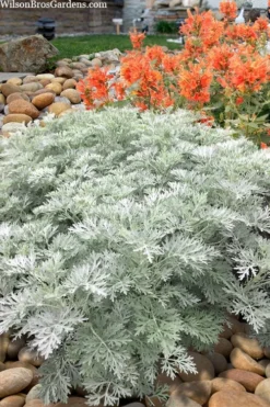 Powis Castle Artemisia - 1 Gallon Pot