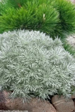Silver Mound Artemisia - 1 Gallon Pot