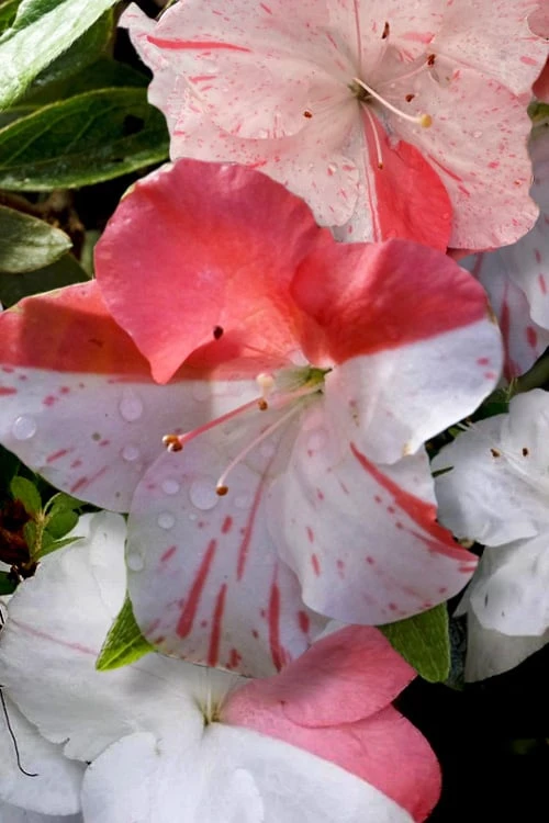 Astronaut Azalea - 2.5 Quart Pot - Image 5