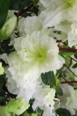 Helen Curtis Azalea - 3 Gallon Pot