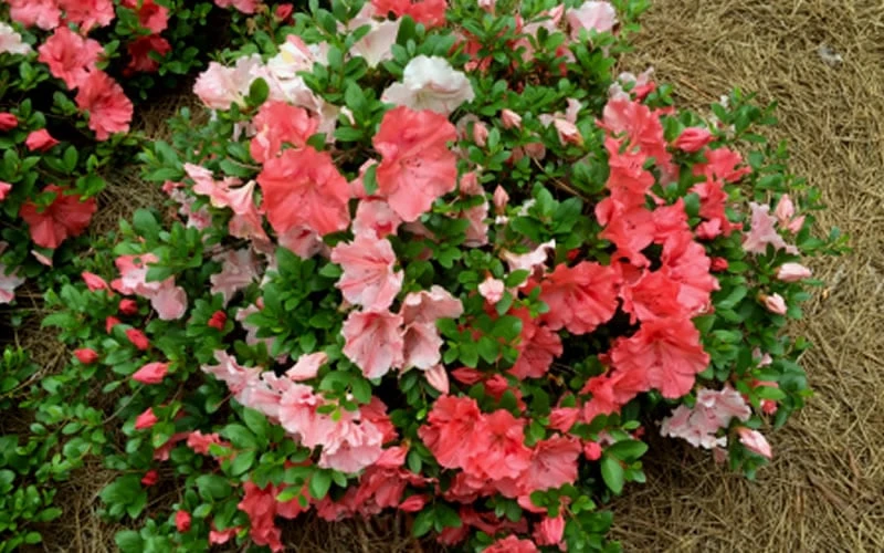 Hilda Niblett Azalea - 1 Gallon Pot - Image 8