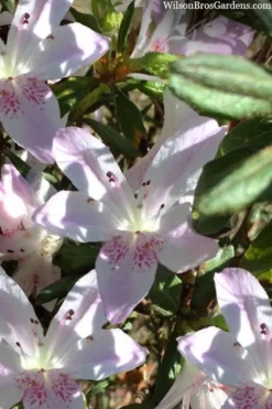 Lilacina Southern Indica Azalea - 3 Gallon Pot
