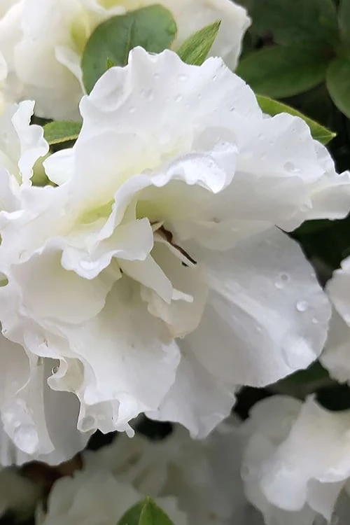Perfecto Mundo Double White Reblooming Azalea - 2 Gallon Pot - Image 6