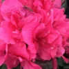 Perfecto Mundo Double Dark Pink Reblooming Azalea - 2 Gallon Pot