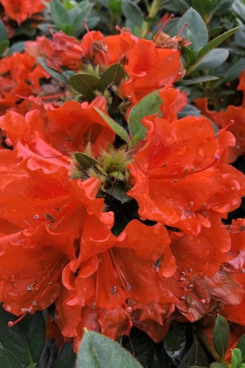 Perfecto Mundo Orange Azalea - 3 Gallon Pot