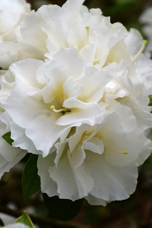 Perfecto Mundo Double White Reblooming Azalea - 2 Gallon Pot