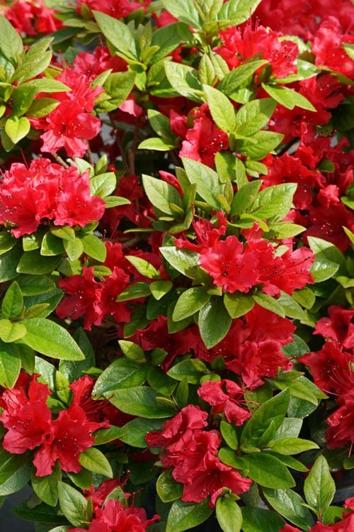 Perfecto Mundo Red Reblooming Azalea - 3 Gallon Pot - Image 6