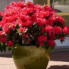 Perfecto Mundo Red Reblooming Azalea - 3 Gallon Pot