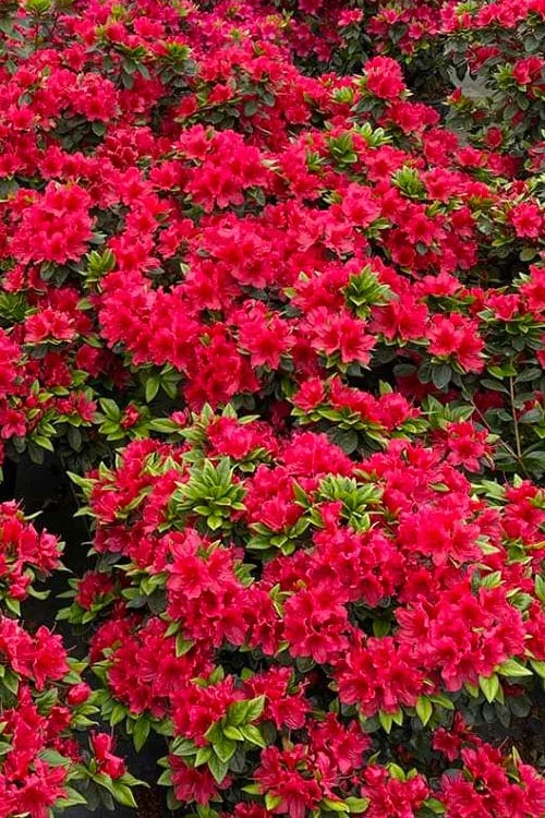 Perfecto Mundo Red Reblooming Azalea - 2 Gallon Pot - Image 5