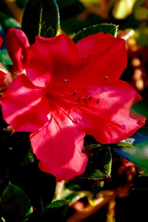 Perfecto Mundo Red Reblooming Azalea - 2 Gallon Pot - Image 7