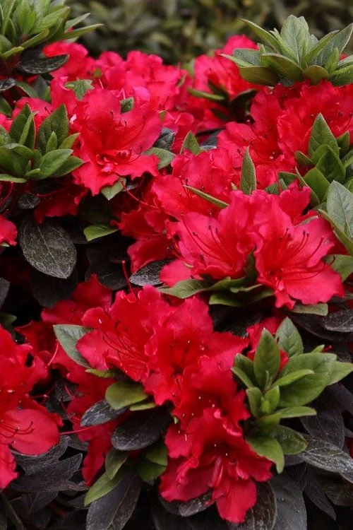 Perfecto Mundo Red Reblooming Azalea - 2 Gallon Pot - Image 4
