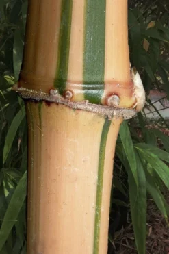 Golden Square Stem Bamboo (Chimonobambusa Quadrangularis 'Suow') - 3 Gallon Pot