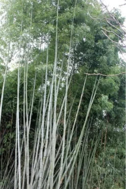 Black Stripe Bamboo - Phyllostachys Nigra Megurochiku - 3 Gallon Pot