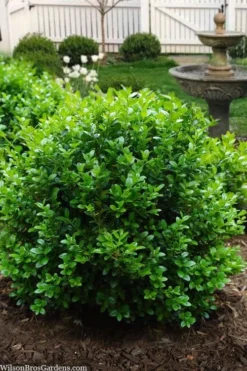 Little Missy Dwarf Boxwood - 3 Gallon Pot