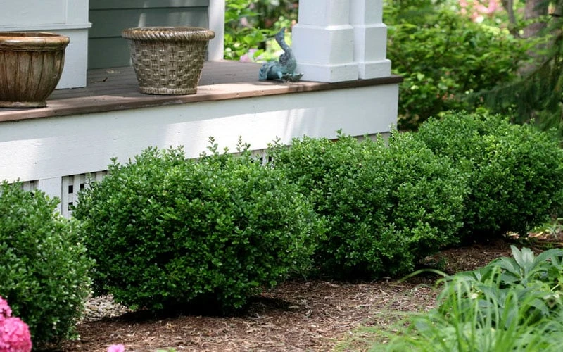 Little Missy Dwarf Boxwood - 3 Gallon Pot - Image 5