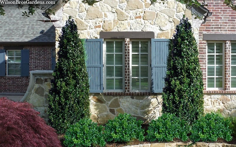 Arctic Emerald Columnar Boxwood - 6 Pack Of 1 Gallon Pots - Image 4