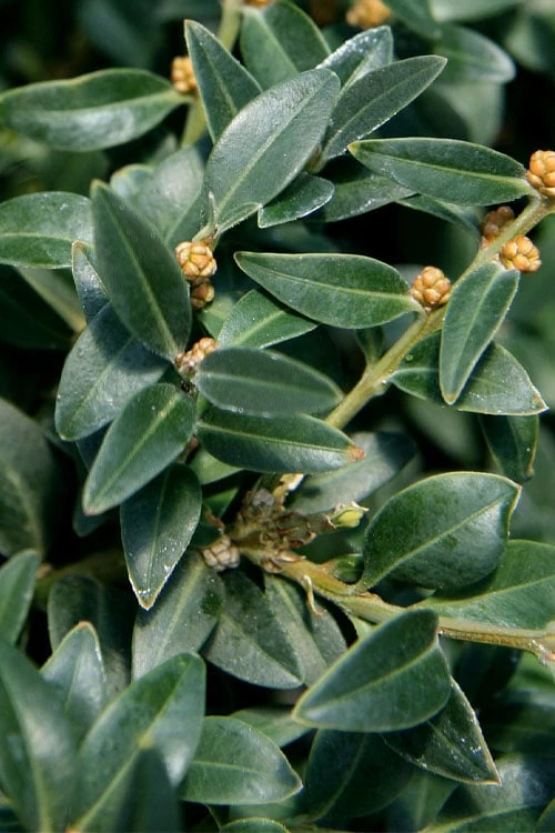 Arctic Emerald Columnar Boxwood - 6 Pack Of 1 Gallon Pots - Image 7