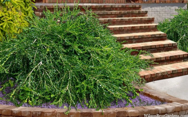 Unraveled Weeping Boxwood - 3 Gallon Pot - Image 5