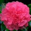 Anticipation Camellia - 3 Gallon Pot
