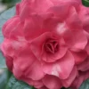 In The Pink Camellia Japonica - 3 Gallon Pot