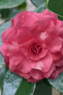 In The Pink Camellia Japonica - 3 Gallon Pot