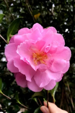 Our Linda Camellia - 3 Gallon Pot