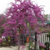 Traveller Weeping Redbud Tree - 7 Gallon Pot