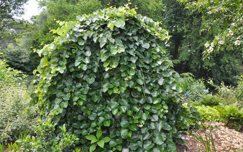 Traveller Weeping Redbud Tree - 7 Gallon Pot - Image 5