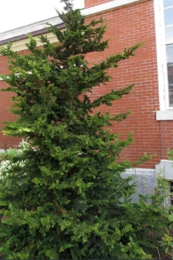 Fernspray Hinoki Cypress - 1 Gallon Pot