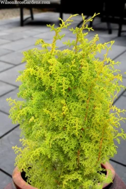 Spirited Golden Hinoki Cypress - 3 Gallon Pot