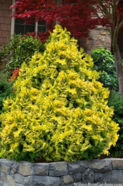 Sunspray Golden Dwarf Hinoki Cypress - 3 Gallon Pot