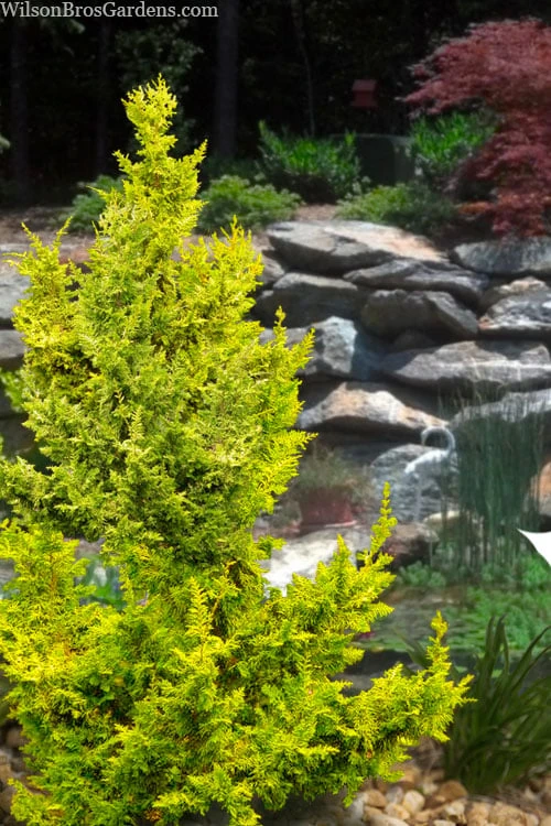 Golden Fernspray Hinoki Cypress - 3 Gallon Pot - Image 5