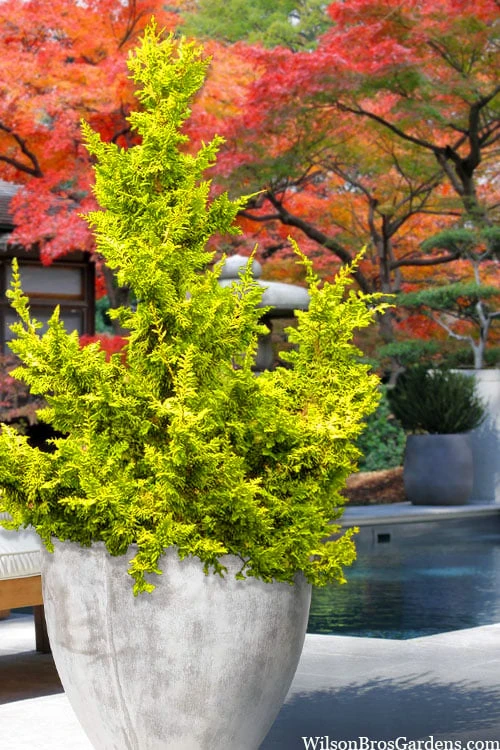 Golden Fernspray Hinoki Cypress - 3 Gallon Pot